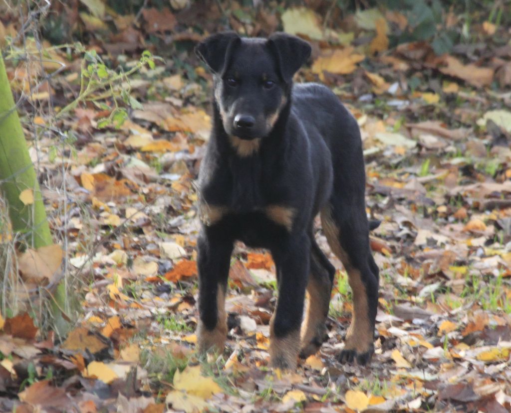 du stuyver veld - Des chiots attendus fin Janvier