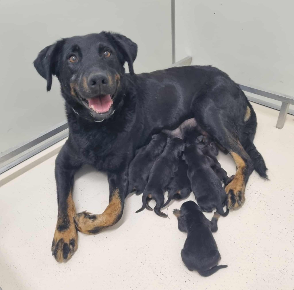 Rasta du stuyver veld