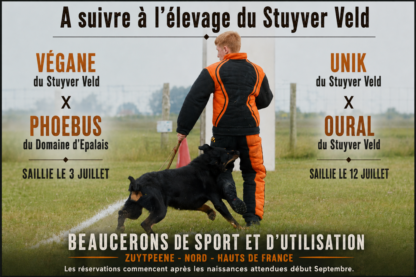 Des chiots attendus en septembre !