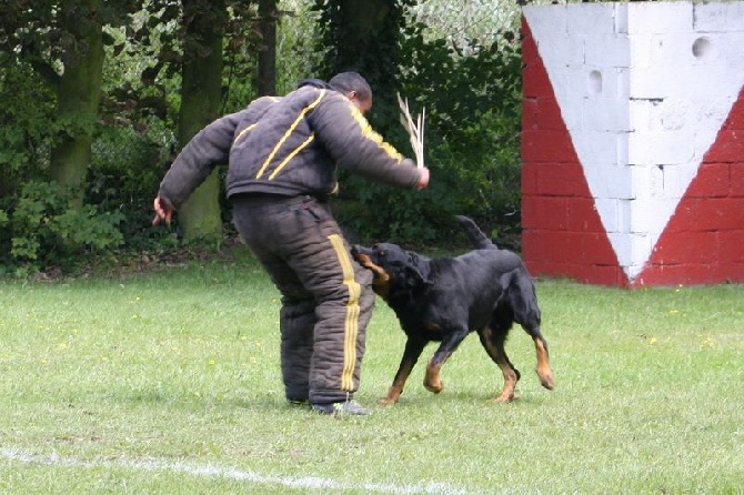 du stuyver veld - Enzo Concours Ring Fort Mardyck