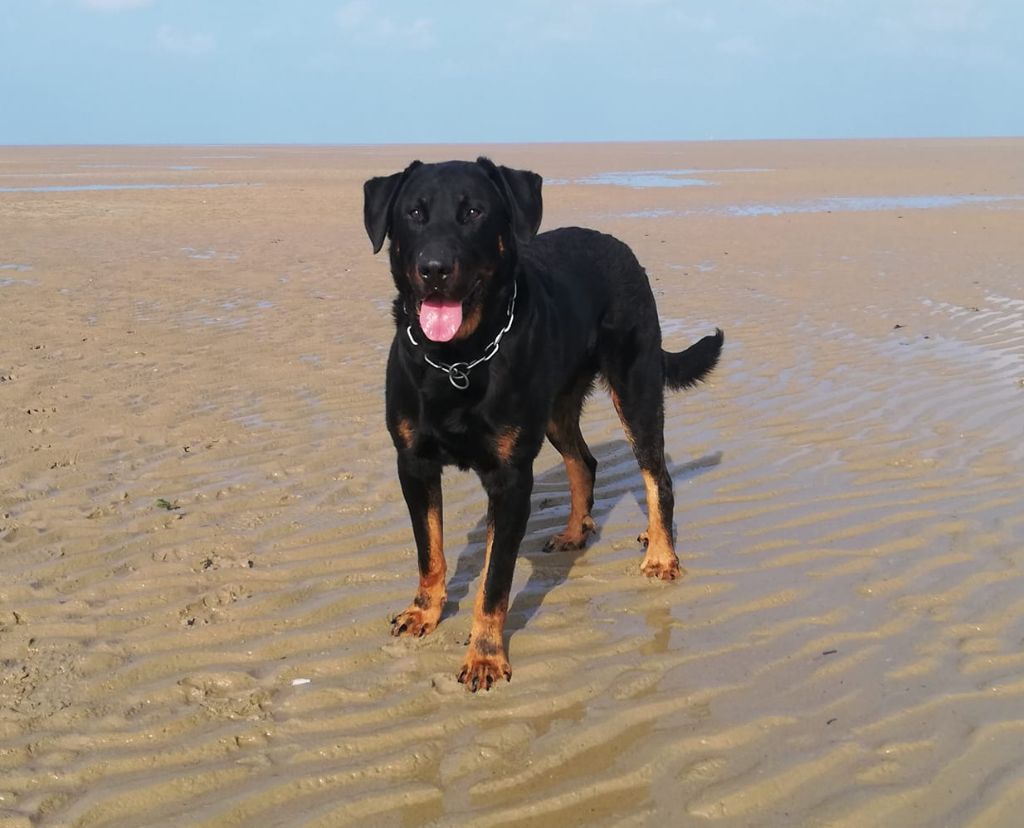 Journée Beauceronne Hauts de France 2021