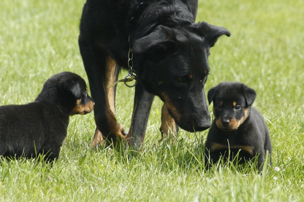 Chiot Berger de Beauce du stuyver veld