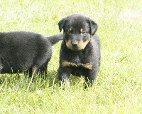 CHIOT